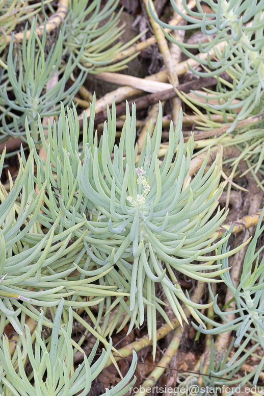 arizona garden